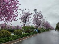 摩西奶奶效应——指个体在晚年或突破传统“黄金年龄”后，仍能通过持续学习与热爱激发潜能，取得创造性成就的现象。其名源自美国素人画家摩西奶奶，76岁因关节炎放弃刺绣转学绘画，80岁举办个展轰动艺术界，成为晚年逆袭的典范。
该效应挑战了“年龄决定能力”的刻板偏见，揭示成就的核心驱动力并非生理年轻，而是内在动机与时间累积的专注力。例如，作家姜淑梅60岁识字、70岁出书；肯德基创始人哈兰·山德士62岁创立品牌。其心理机制在于，剥离功利目标后，纯粹兴趣驱动的学习更易进入“心流”状态，而阅历积淀则赋予创作独特深度。效应启示社会：年龄不应设限人生可能性，终身学习与自我迭代是抵御“精神衰老”的密钥，尤其在AI时代，保持好奇与适应力比“年轻优势”更具长远价值。配图