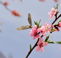 你若盛开，蝴蝶自来
先学会如何爱自己，自会有人来如何爱你。配图