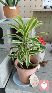 活著活著，就明白了，跟任何人較勁都是在消耗自己，原諒別人是你大度，放過自己才是格局。配圖