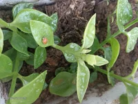 清晨，|‘我像往常一样给植物浇水。透明的水珠从壶嘴滑落，轻轻打在泥土上。正当我专注于这场与植物的温柔互动时，一个小小的身影从叶片下钻了出来—— 是一只黄色的瓢虫。它背上点缀着黑色小点，就像精心绘制的艺术品。在水流声的伴奏下，它慢悠悠地踱步，似乎在宣告这片叶子是它的领地 ，为这平淡的浇水时光增添了灵动的一笔，让我感受到了生活藏于细微处的奇妙。配图