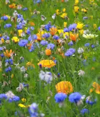 心的感悟：野花的生命力最頑強，因為野花無人照料，憑借頑強的生命力在各種惡劣環境中扎根生長，綻放出屬于自己的美麗。就像人一樣，不要做溫室里的花朵，我們都需要“野”一點。配圖