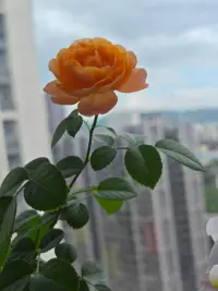 心向陽光，自然明媚配圖