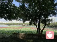 夏日的清晨，吹一吹荷花池边的微风，美好的一天又开始啦配图