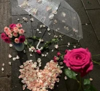 “ 理性，永远在帮感性收拾烂摊子。”
“ 断了的绳子，无论怎么系都有结。”
“ 山鸟与鱼不同路，从此山水不相逢。”配图