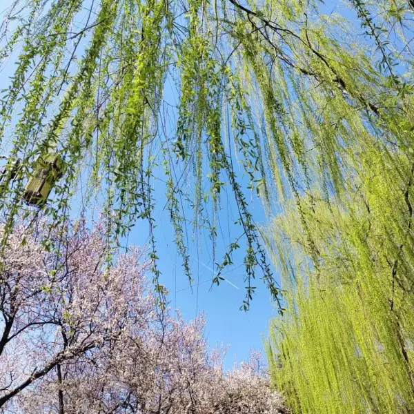 沫晗