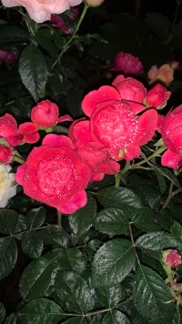 ???ˋ ???????? ?????????????? ?? ?
新的一周，新的開始！
元氣滿滿的一天開始了！
早安??配圖