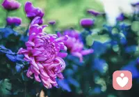 🌺旁观者效应 👥🚨

定义与现象
旁观者效应（Bystander Effect）是一种社会心理学现象，指在紧急情境下，个体在他人在场时施助的可能性降低，且在场人数越多，救助行为越可能被延迟或抑制👥❌。该效应由心理学家比伯·拉塔内（Bibb Latané）与约翰·达利（John Darley）于1968年通过实验首次系统性提出，后成为利他行为研究的经典理论🔍🧠。

心理机制

1. 责任分散：个体将救助责任归因于“他人可能行动”，导致个人责任感被稀释📉⚖️。
2. 社会遵从：个体通过观察他人的“冷漠”反应，误判情境的紧急性，形成“多元无知”状态🤔⁉️。
3. 评价焦虑：担心干预失误而遭受负面社会评价😨🏷️。

典型案例
1964年纽约基蒂·吉诺维斯命案中，38名目击者无人及时报警或干预，引发公众对“旁观者冷漠”的反思🗽💔。后续实验表明，在独自面对紧急情境时，70%的受试者会选择立即相助；而当群体在场时，相助比例降至40%👇📊。

现实启示
破除旁观者效应需明确责任分配（如指定具体人求助👆✅）与提升应急教育。理解这一效应有助于个体在群体中保持道德自主性，突破“责任扩散”的认知陷阱🧩🚨。

结论
旁观者效应揭示了社会情境对个人行为的深刻影响，提醒我们：在集体沉默中，主动行动者才是破局关键🌟🔑。配图