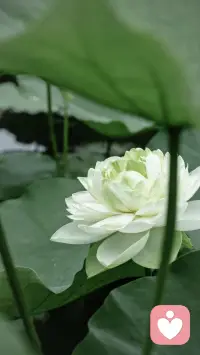 我以为我好了——微笑型抑郁
来访者阿杰，32 岁，公司中层。朋友眼里他是最开朗的那个人——聚会气氛组、同事开心果、朋友圈全是美食和旅行。
第一次咨询，他沉默了五分钟，然后说：我其实每天早上醒来，都在想今天怎么撑过去。
这是典型的微笑型抑郁（Smiling Depression）。患者表面上社会功能正常，甚至格外开朗，但内心长期处于低落、空虚甚至绝望中。
最危险的地方在于：因为他们看起来很好，周围人不会察觉，他们自己也不觉得该求助。
阿杰说他最怕听到的一句话是：你这性格怎么可能有抑郁？
这句话让他又多忍了两年。
咨询中，我问他：如果你允许自己今天不必'有用'、不必'有趣'，你会怎样？他愣了一下，哭了很久。
那天他说的最后一句话是：原来我可以不笑着。
🫂 如果你也在笑着撑，请记住：你不必先证明自己有多惨，才配被关心。