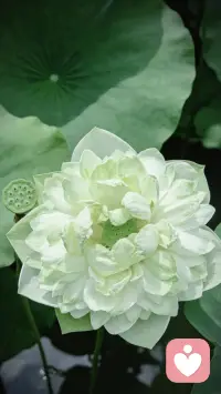 一位刚旅行回来的朋友抱怨：“全程都很好，但最后一天导游强行带我们去购物，整趟旅行在我心里全毁了。”
峰终定律告诉我们：人对一段经历的记忆，几乎只由两个瞬间决定——情绪最高涨的“峰”和结束时的“终”。过程中的平淡细节，大脑会自动删除。
所以约会结束时的最后一句话、一次服务的最后一步、一段关系的告别方式，比中间漫长的时光更重要。
过程不重要？是的，大脑只记得高潮和结尾。好好设计你的“终”，比全程用力更划算。