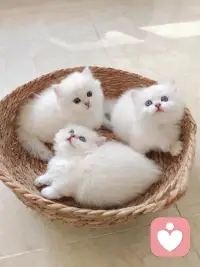 昨晚回家很晚，刚开门打开灯，我的宝贝猫子就看着我在门口等着我，然后我换上鞋子进屋，它两个跟着我，我走哪它们就跟到哪里，我看着它们小小的身子，大大的眼睛，水汪汪的看着我，默默陪着我，哇，真的好心暖，太爱了。配图