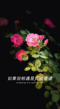 今天的相遇就是久别重逢配图