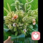展望未來的頭像