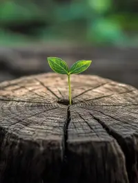 在這紛繁復雜的世界里，外界的聲音如潮水般涌來。但請記住，內心的感覺是靈魂的燈塔。它或許無聲，卻無比堅定，相信自己的感覺，如同信任夜空中最亮的星，它會引領你穿過迷霧，抵達屬于你的真實彼岸。配圖