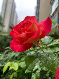 自甘堕落的路上没人拦你，出人头地的途中万千阻挠。人性向来如此，他允许你平庸至死，却惩罚你企图发光。深渊之下，皆是看客的冷眼，峭壁之上，全是扯腿的双手。配图