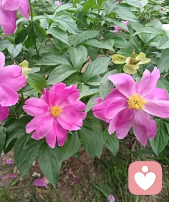 涛声依旧