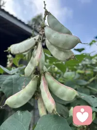 世界总在催促你坚强、而我愿意听你的委屈、
做一个安静的倾听者、接纳你的所有心事。配图