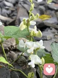 生活里大多心事，不需要解决方案，只需要有人愿意好好听。
倾听陪伴、不做诊断。配图