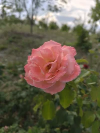 人生應(yīng)該如蠟燭一樣，從頂燃到底，一直都是光明的。 —— 蕭楚女配圖