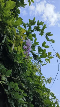 今天是5.20，也是我做倾听者的100天，在这个特别的日子，祝大家幸福快乐🌹🌹🌹
❤️有能力爱自己，也有能力爱别人❤️配图