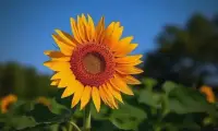 晨光爬上窗台时，风裹着花香溜进屋子，忽然觉得，连呼吸都成了温柔的心事。配图