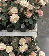 一个有趣的悖论是，当我接受我本来的样子时，我就能改变了。”——卡尔·罗杰斯配图