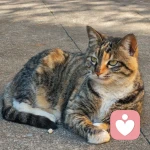AnkingCat的头像