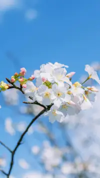 放缓脚步 看一朵花开，等一片云散。生活不是赶时间，而是和时间一起赶路。配图