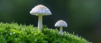 人生路上，
有风有雨是常态，
风雨兼程是状态 ，
风雨无阻是心态。
健康平静，如此甚好。配图