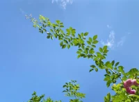 生活沒有幸不幸福，只有知不知足，溫飽無慮是幸事，無病無災(zāi)是福澤，至于其他，有則錦上添花，無則依舊風(fēng)華。配圖