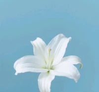 治愈不是一瞬間的光亮，而是慢慢生長的勇氣配圖