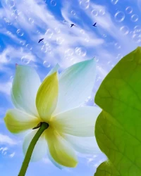 ✨当心置于“无我”之境，他人或刁钻、或诽谤、或讥讽、或辱骂之语，皆如清风之过叶，寻不见驻足之地。配图