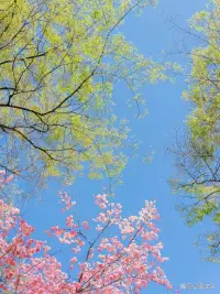 愿你拥有强大的自愈能力，遇事皆可自渡，认真活成自己的太阳，无需凭借他人的光。