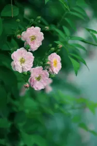 远山与烟波，蔷薇与清风，温柔与明亮，夏日与你。
