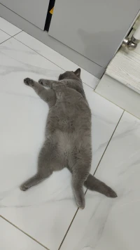 懒蛋