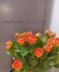 晚安🍁昨天再好，
也走不回去，明天再难，
也要抬脚继续。
