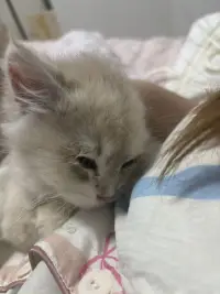 小宠物能提供的情绪价值真的特别高，我曾无数次被我的小猫治愈🥰