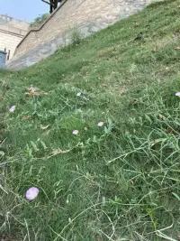允許花是花，草是草；自己是自己，別人是別人！配圖