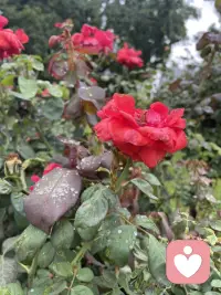 如果一個人內心的想法和感受，能被另一個人認真、專注、耐心的傾聽，那么相比較于其他人，這個人的心理健康程度會更好！配圖