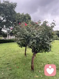 焦慮讓人感覺很不好，焦慮會(huì)讓人著急、煩躁、坐立不安，不能安靜下來做事情，內(nèi)心還有很多擔(dān)心和害怕，為了自己的未來擔(dān)憂。
要想緩解這種不舒服的感覺，首先必須要接受你的現(xiàn)狀，接受現(xiàn)實(shí)，然后再去想辦法，通過一點(diǎn)一點(diǎn)的行動(dòng)，去努力奮斗，無論結(jié)果如何都能坦然面對(duì)和接受。配圖