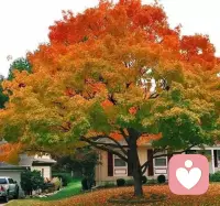 我們大多數人都習慣了戴著漂亮的面具生活，把真實的自己隱藏起來，其實面具戴久了我們常常會忘記自己真正需要的是什么？也就是我們經常所說的會失去自我。
只有敢于直面自己內心的人，才能活出真實的自我，做真實的自己。配圖