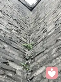 西安的雨今年特别的多，以前很期盼下雨可以休息，人也可以放松，现在想要看到阳光☀️