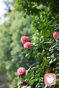 你的人際關(guān)系模式在你的生活中可能會一直有重復(fù)，這種感覺可能會讓你不舒服。
如果你覺察到了，那么就嘗試告訴自己，這是小時(shí)候的模式，現(xiàn)在的我已經(jīng)有能力去選擇自己想要的人際互動模式，然后努力成為自己想要成為的樣子！配圖