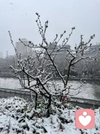 西安的大雪，很美！配图