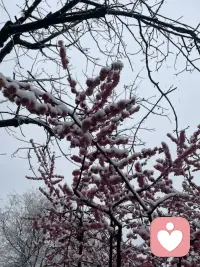 西安的大雪，很美！配图