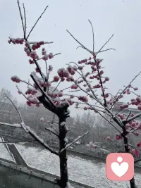 西安的大雪，很美！配图