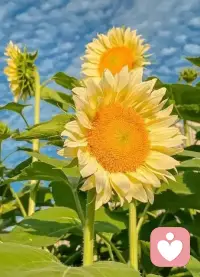 人如果感受到爱，就会做出积极正向的行为