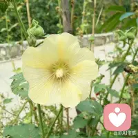 当你进入自我否定模式当中的时候，告诉自己，这个不是真实的，可能来自于小时候抚养人对你的评价，内化成了你对自己的评价，是不真实的。配图