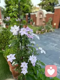 1. 情绪垃圾桶 = 咨询师的「承接功能」

来访者所有：
愤怒、委屈、崩溃、羞耻、秘密、黑暗、不敢对别人说的话
全部倒给咨询师。
咨询师要稳稳接住、不评判、不反击、不被带跑。
这就是升级版、专业版的情绪垃圾桶。

2. 情绪保洁工 = 咨询师的「清理与修复功能」

来访者内心一团乱：
关系烂、自我否定、创伤碎片、情绪混乱
咨询师要帮你：
梳理、分类、打扫、止血、修复、把混乱变清晰。
这就是情绪保洁工的专业版。

3. 心灵花园的园艺师 = 咨询师的「成长与疗愈功能」

帮你：
松土（看见潜意识）
除草（处理创伤、执念、负性信念）
施肥（建立自尊、边界、力量）
修剪（调整认知、行为、关系模式）
让你内心从荒芜 → 慢慢长出力量、温暖、自由。
这就是心灵园艺师。配图