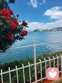 花的世界配图