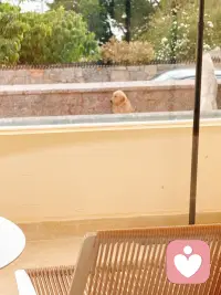 可爱配图